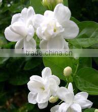 Acne scar removal micro needle derma roller 180/600/1200 needles stainless 3 in 1 derma roller kit for sale