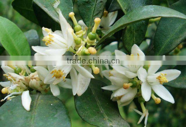 Chinese New Fresh High quality Shatian pomelo