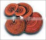 BNP Supply Reishi Mushroom Extract/magic mushrooms
