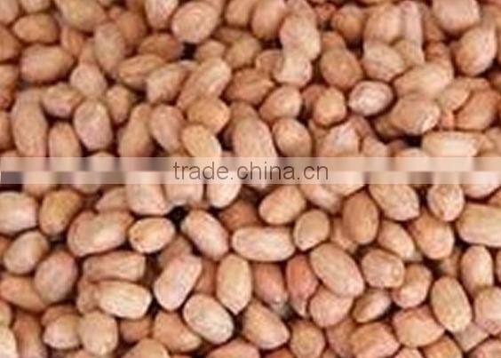 OEGANIC BOLD PEANUT KERNEL