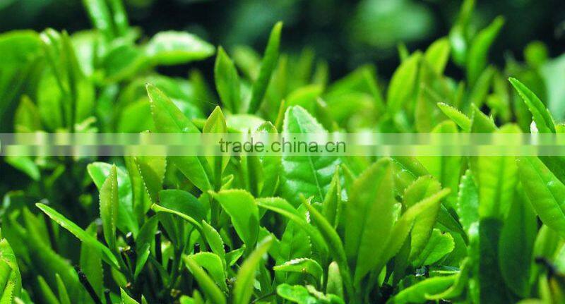 Japanese Matcha green tea powder for food and drinks