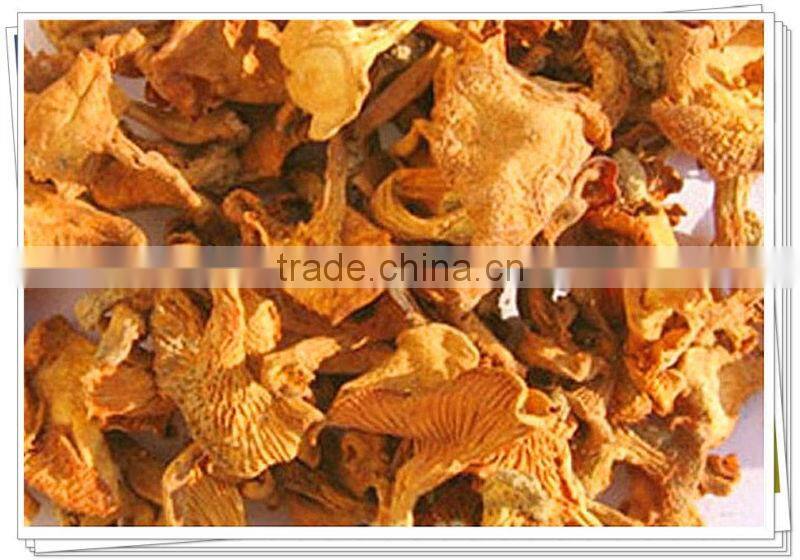 organic dried cantharellus cibarius mushroom