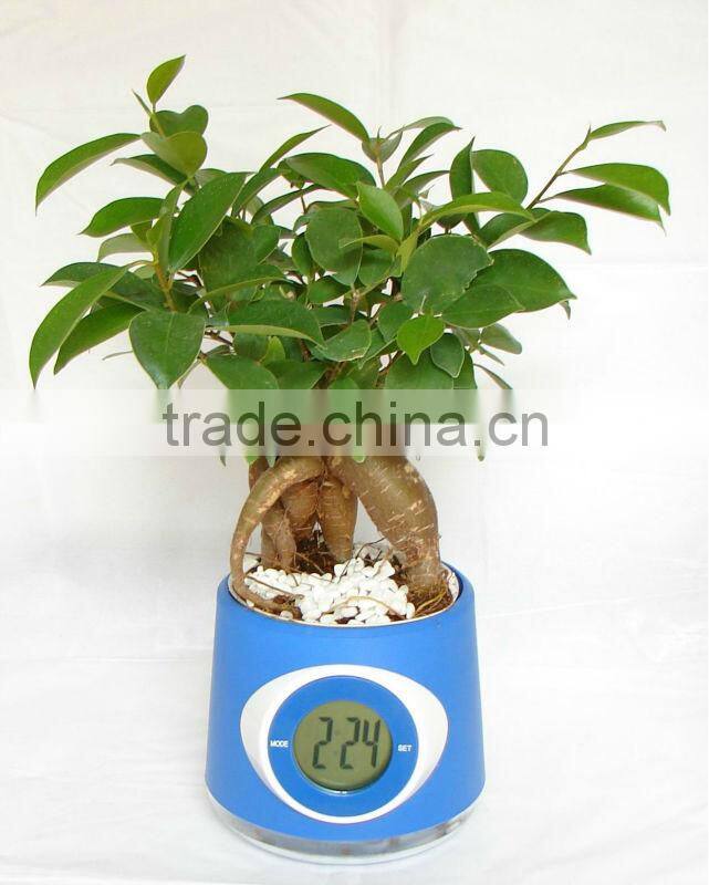 Ficus bonsai nursery farms