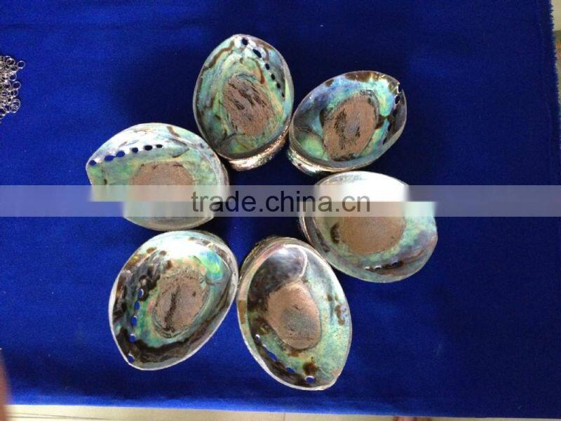 Raw haliotis iris polished abalone shell crafts