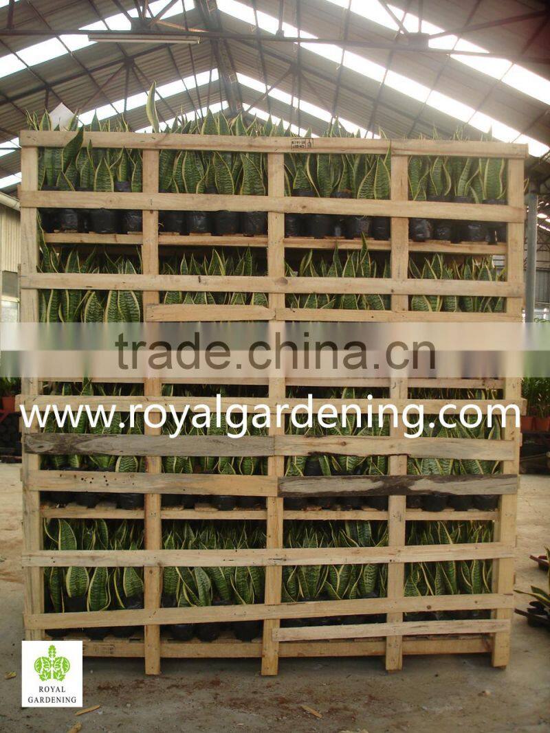 Sansevieria trifasciata(Snake Plant )Ornamental Plants
