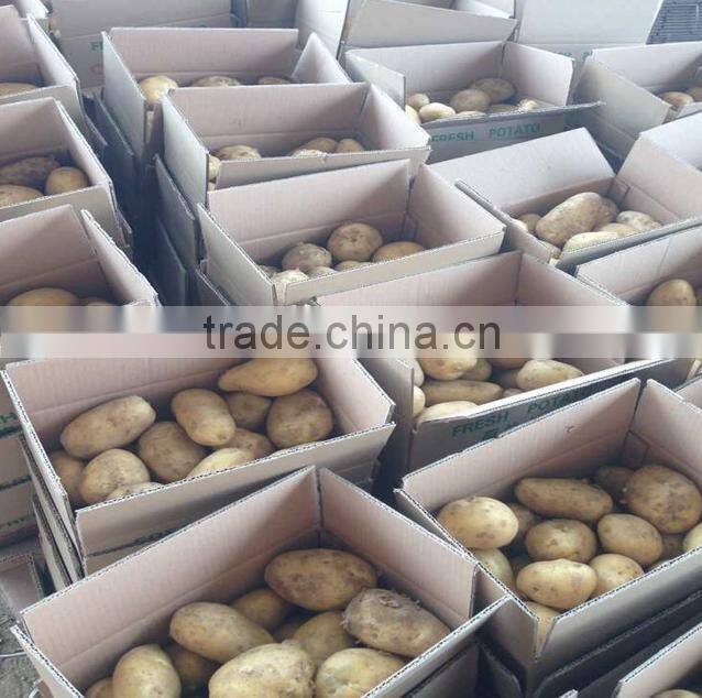 China potato 2016