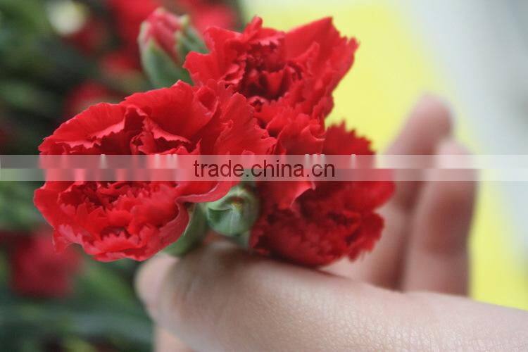 Various crazy selling products for 2015 carnation flower