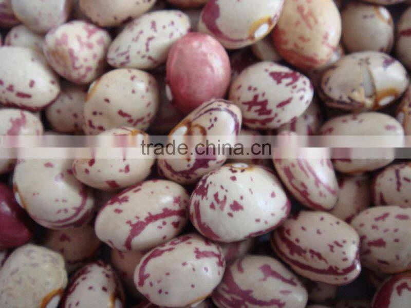 speckled kidney bean