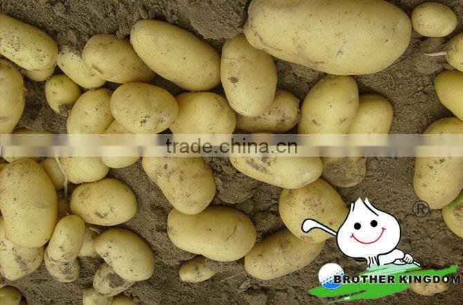 Fresh potato/Fresh potato china/Fresh potato supplier