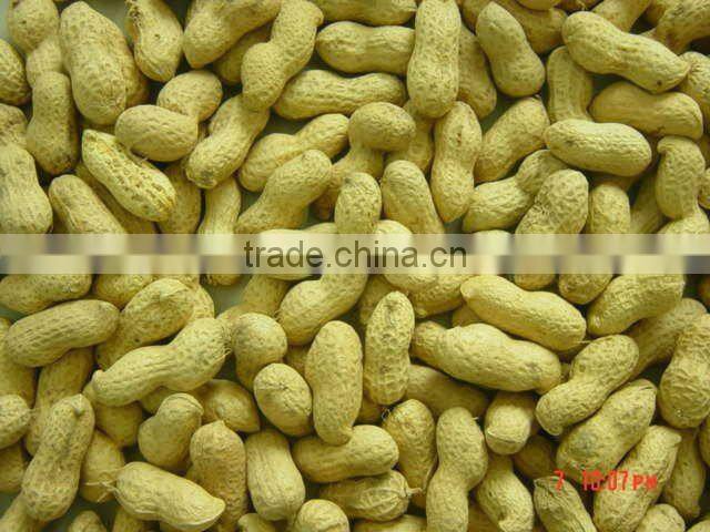 peanut producer peanut in shell 2012 crop