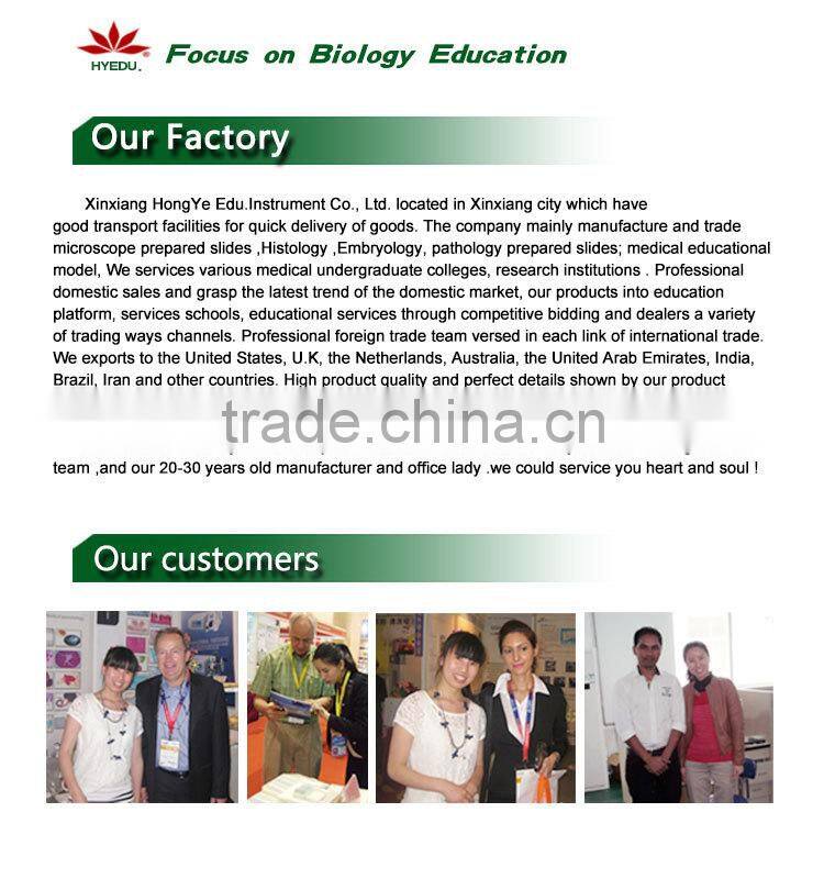 Low priced heart beat and blood circulation electric model