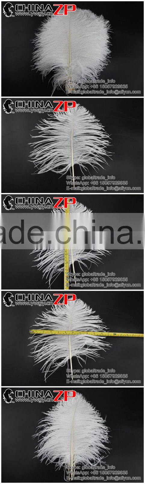 ZPDECOR Wholesale Exporting Selected Prime Quality from 12'' to 14'' White Ostrich Feather for Sale