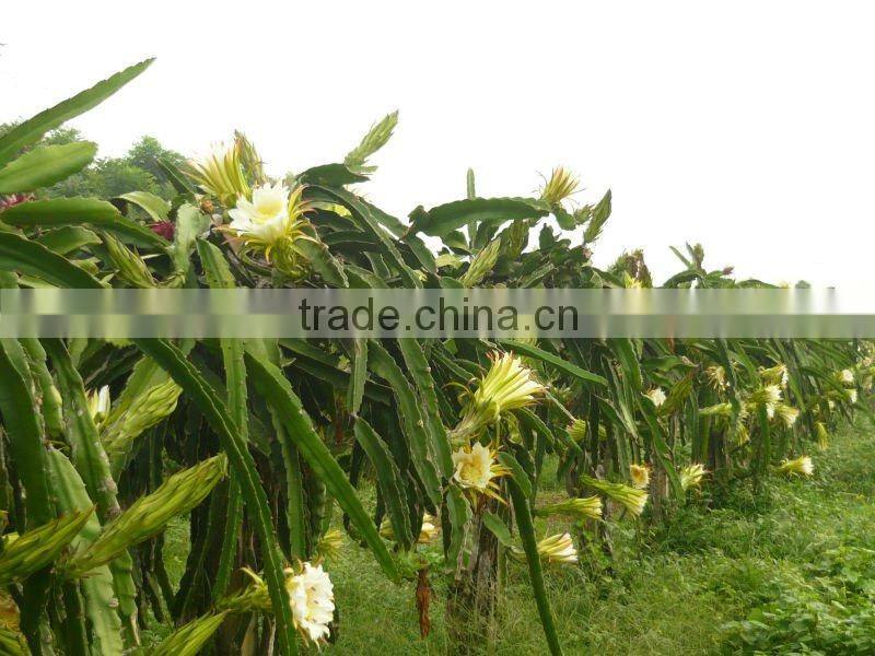 Taiwan fresh red dragon fruit