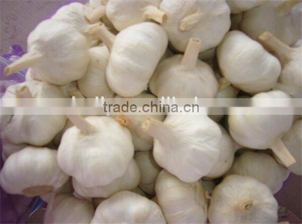 Stainless steel price of garlic peeling machine 0086-15037185761