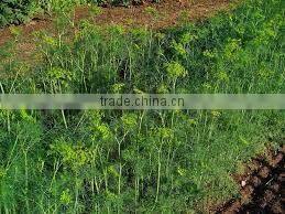 TERPENELESS DILL SEED OIL