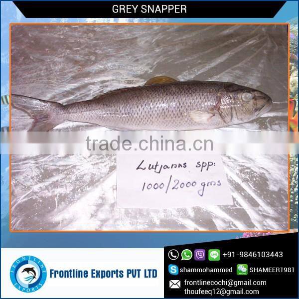 Best Selling Whole IQF Frozen Grey Snapper