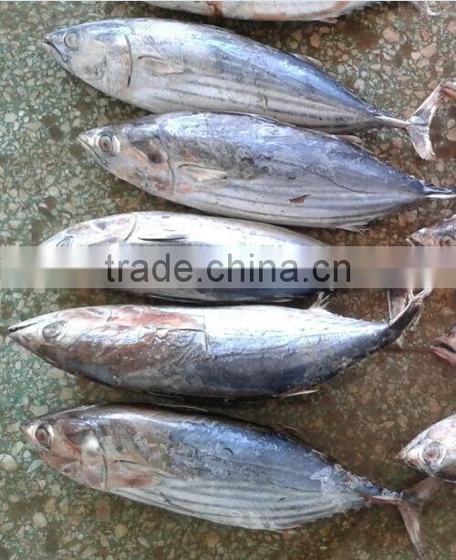 canned tuna fish of skipjack tuna