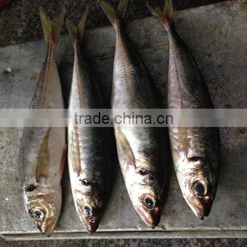Frozen big eye horse mackerel 25cm+