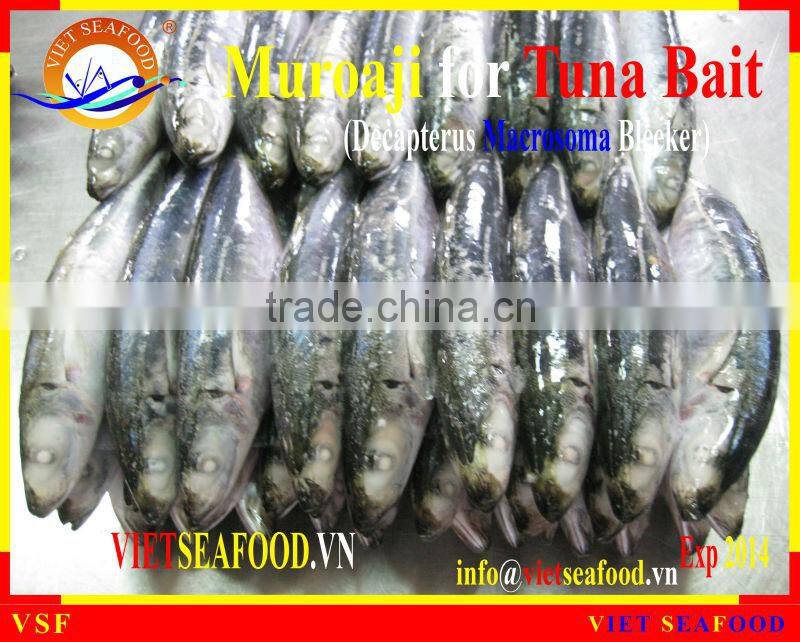 MUROAJI FOR TUNA BAIT