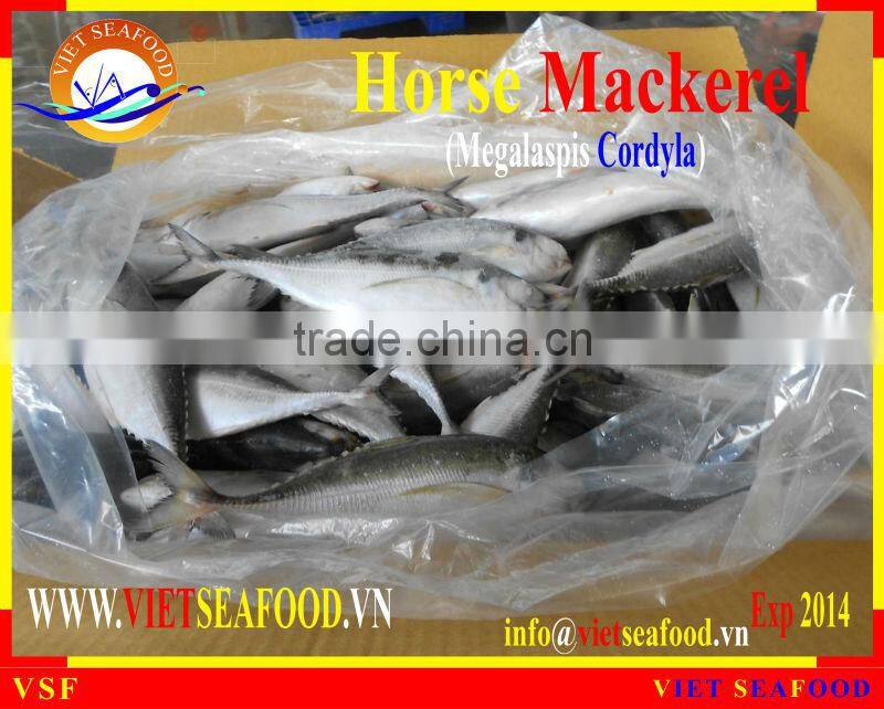 FROZEN W/R HORSE MACKEREL