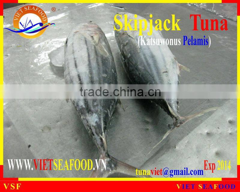 FROZEN SKIPJACK TUNA WHOLE ROUND