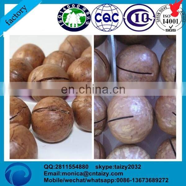 200kg/h hawaii tapping machine | macadamia nut opening machine | Hawaii nut opening machine
