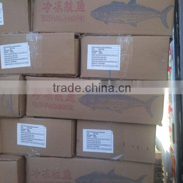 Sea spanish mackerel fish from china