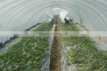 PE plastic film for greenhouse/mulch/construction