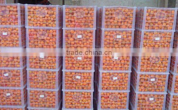 Nanfeng Honey Baby Orange