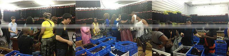 alibaba express factory price virgin japanese hair weave cuticle aligned raw virgin hair closure