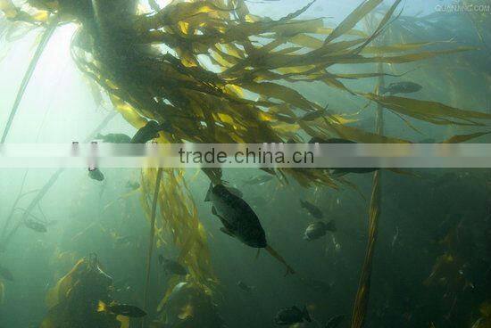 Natural GMP Seaweed Extract Kelp Extract Flakes with Natural Growth Hormones