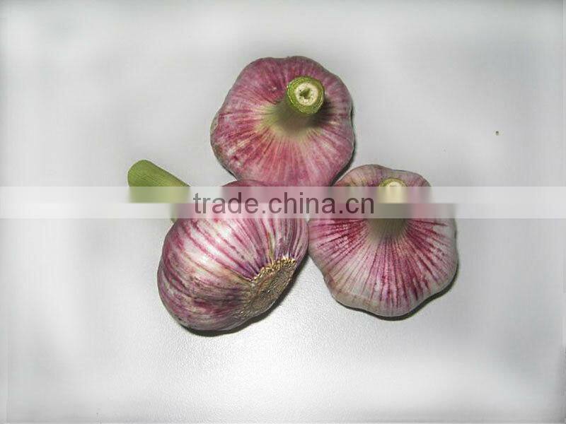 JInxiang China Fesh Pretty Garlic