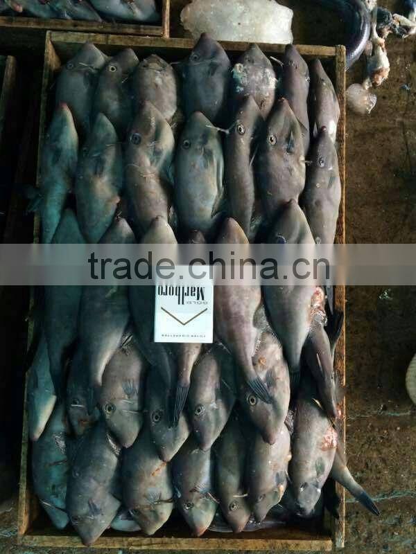 frozen leather jacket fish