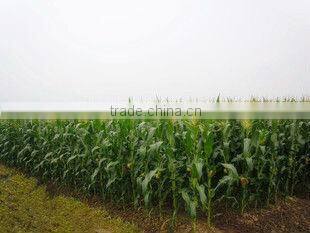 canned baby young corn cuts