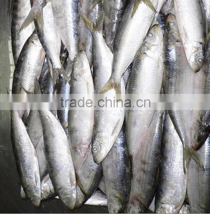 Frozen Sardina Melamosticta Frozen Fresh Sardine