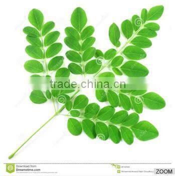 Moringa leaves