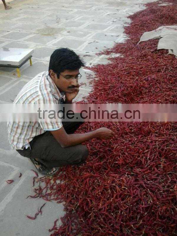 Export quality S-17 Stemless Teja chilly.