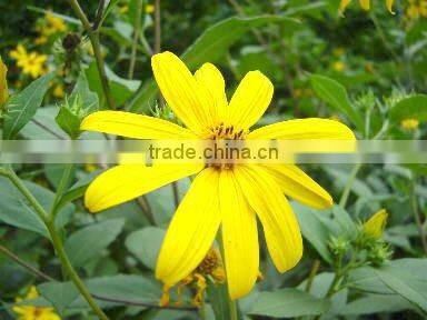Qingdao BNP Suplies 100% Natural 95% organic natural Inulin/synanthrin from Jerusalem artichoke dietary fiber inulin powder