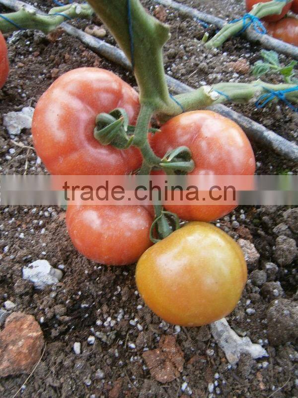 ZhongYan 998 Pink Large Fruit Tomato Seeds