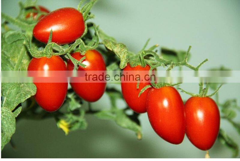 Fulvic acid calcium magnesium fertilizer, Suitable for Fruit Tree,Melon and fruit,Leaf vegetables