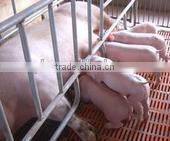 FL Sow Farrowing crate