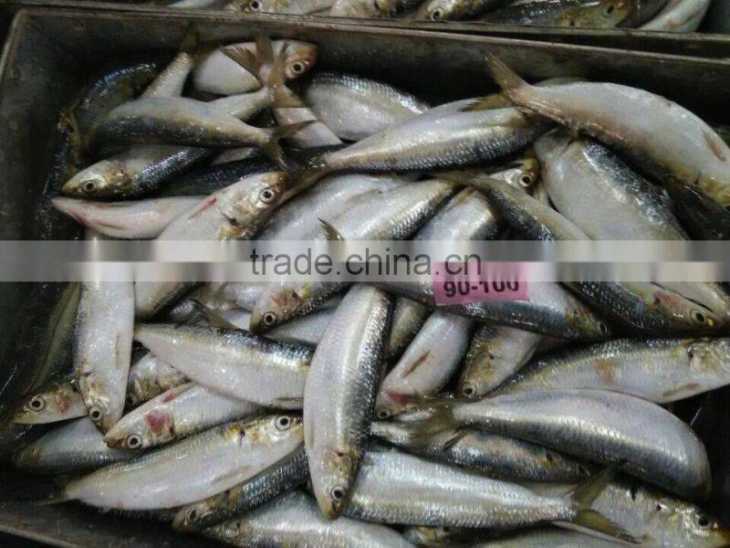 Frozen Sardine For Bait