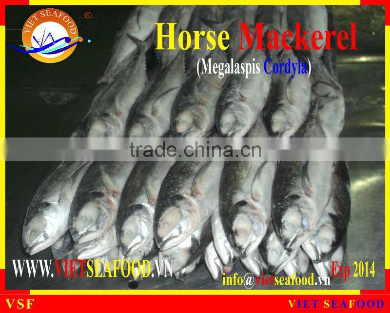 FROZEN HORSE MACKEREL W/R