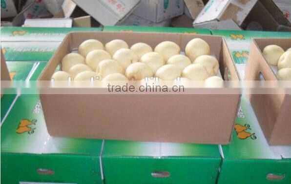 new crops fresh huangguan Pear