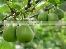 Fresh Kiwi Fruit