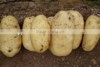 New crop prices potato with high quality