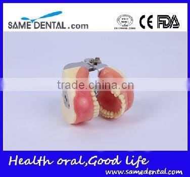 Dental Surgical Integrated Model Teaching Demonstration Teeth Model