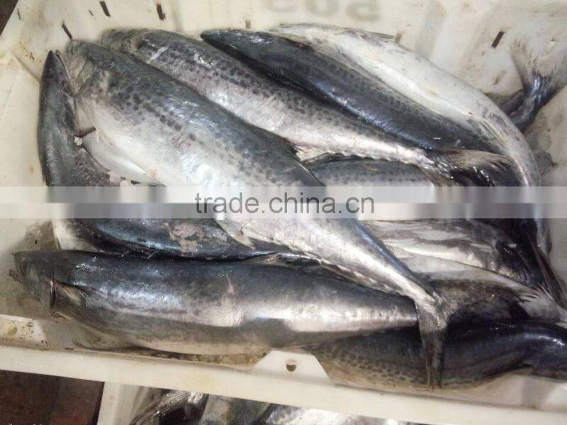 Spanish mackerel W/R for sale