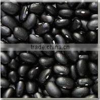 Green Mung Bean with Best Quality