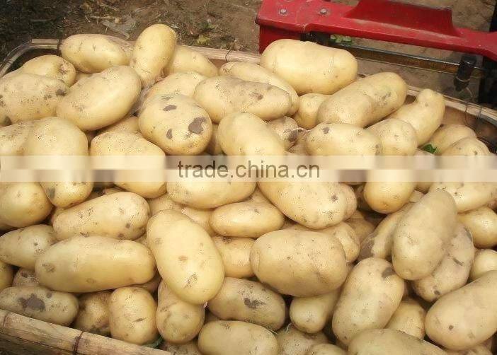 Fresh Holland Potato Bulk on Hot Selling